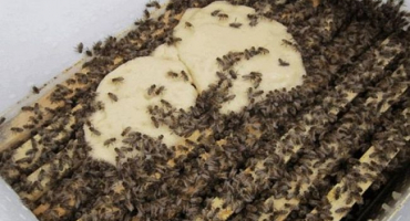 Jak správně krmit včely na zimu a načasování postupu